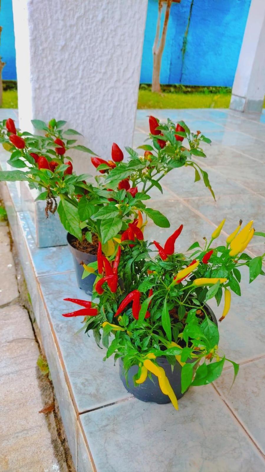 Renovo Beija-Flor Hostel E Espaco Terapeutico Bertioga Εξωτερικό φωτογραφία